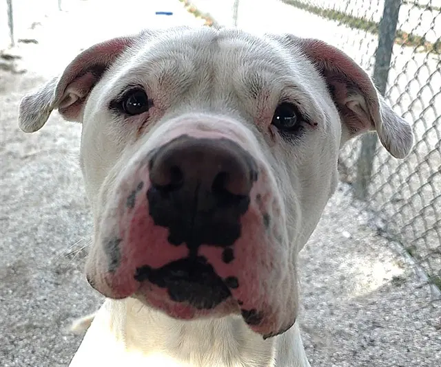 Henry - Pit Bull Terrier