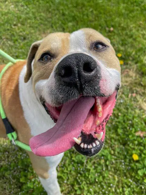 Tiki - American Pit Bull Terrier