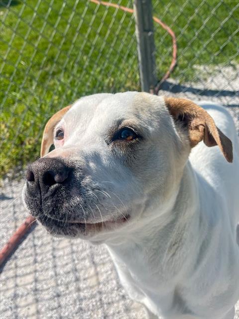 SUSANNAH, an adoptable Labrador Retriever in Rogers, AR