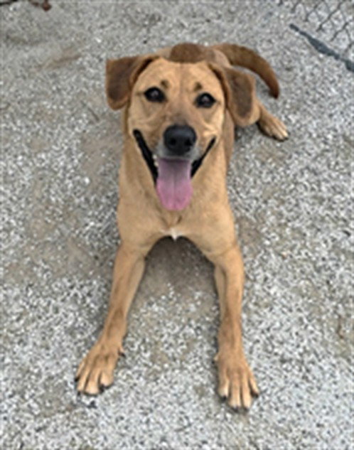 SPICY, an adoptable Labrador Retriever in Rogers, AR