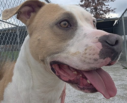 PO BOY, an adoptable Pit Bull Terrier in Rogers, AR