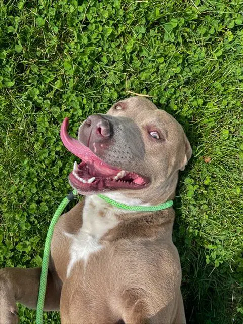 Ace - Pit Bull Terrier
