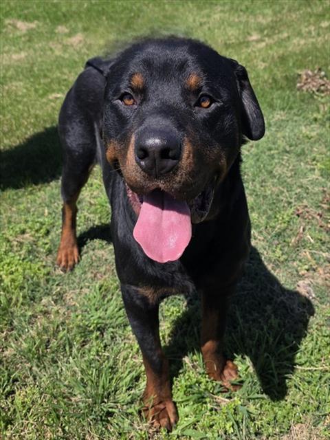 BUBBA, an adoptable Rottweiler in Rogers, AR