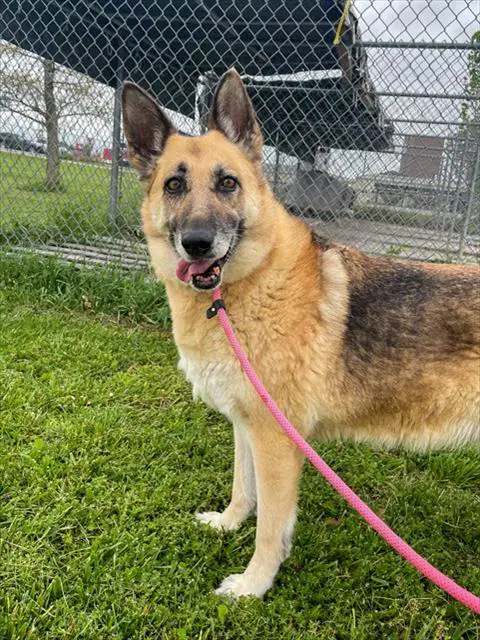 Nana - German Shepherd Dog