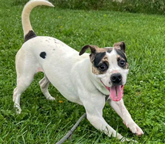 Missy - Hound