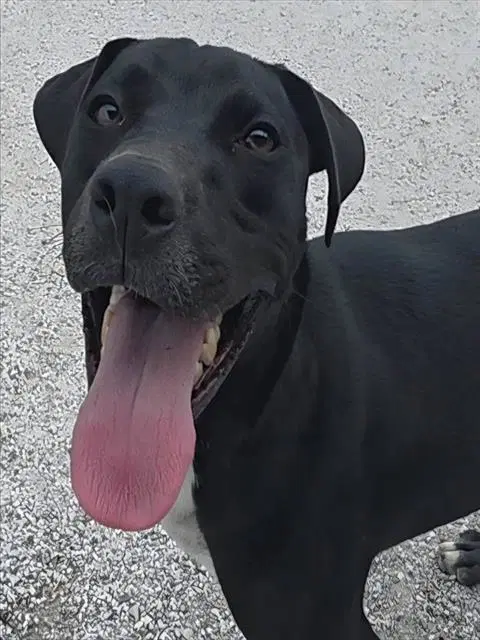 Usopp - Labrador Retriever