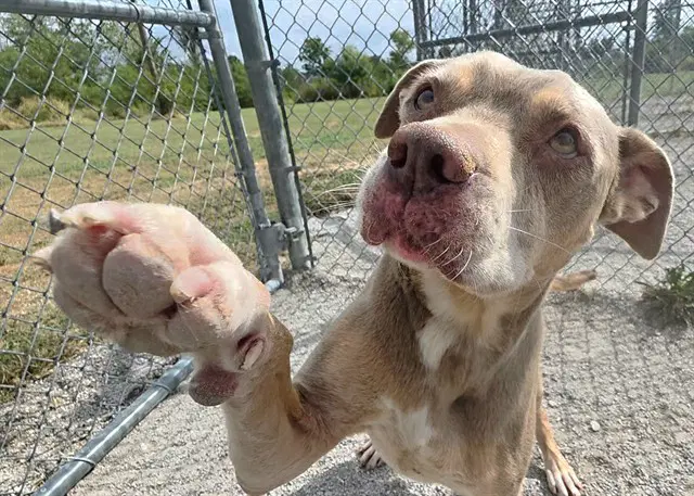 Blue - Pit Bull Terrier