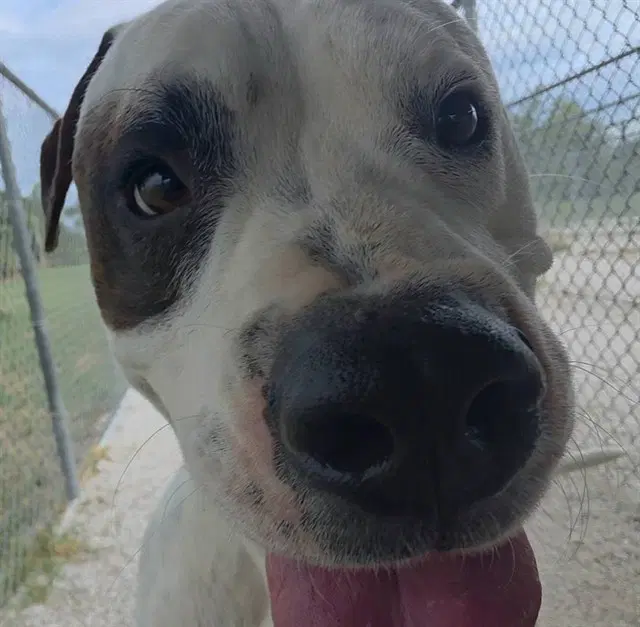 Beefy Boy - American Bulldog