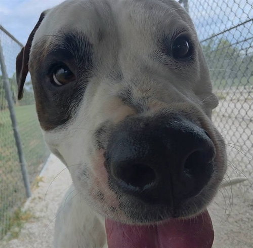 Beefy Boy, American Bulldog / Mixed (medium coat)