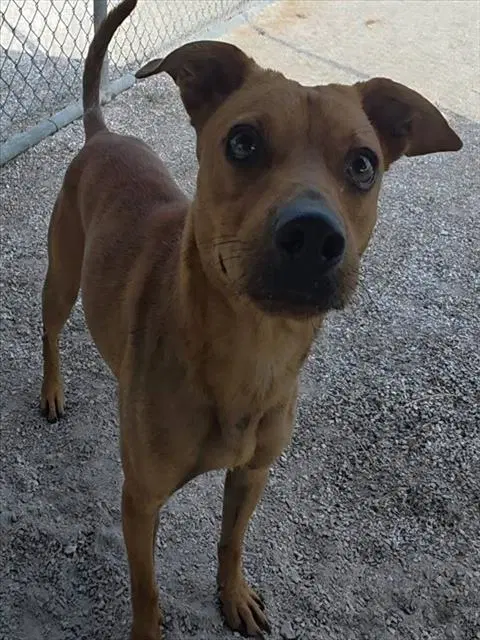 Rusty - Terrier