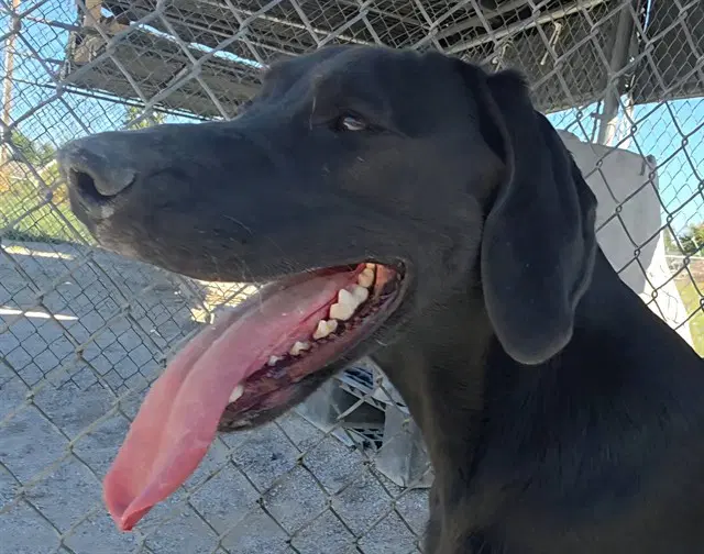 Daisy - Labrador Retriever