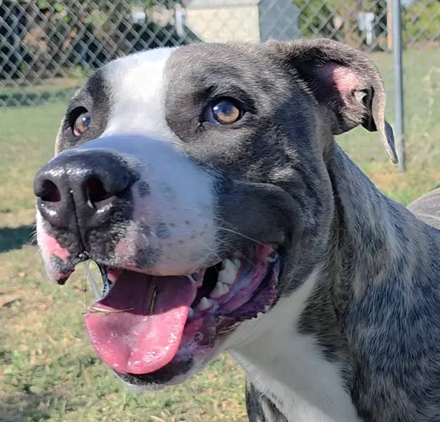 Jasper - Pit Bull Terrier