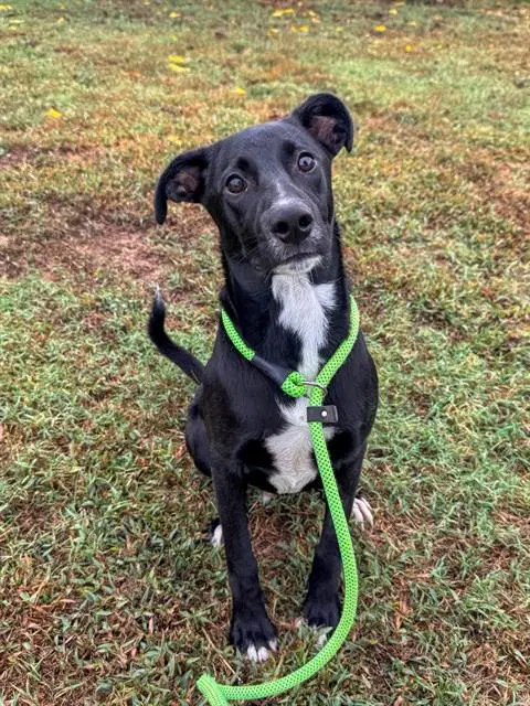 Lance - Labrador Retriever