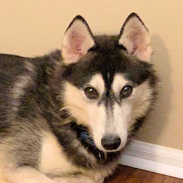 adoptable Dog in Omaha, NE named Velino