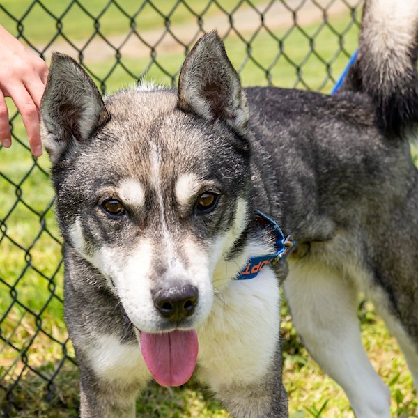 adoptable Dog in Omaha, NE named Vegas