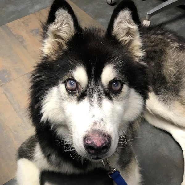 adoptable Dog in Omaha, NE named Phoenix