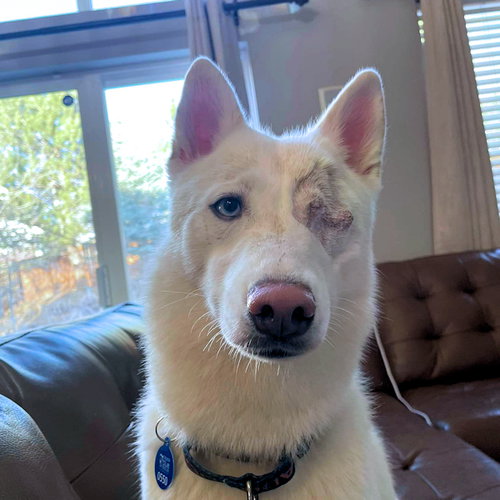 picture of the dog needing adoption