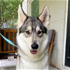 adoptable Dog in omaha, NE named Edith Rose