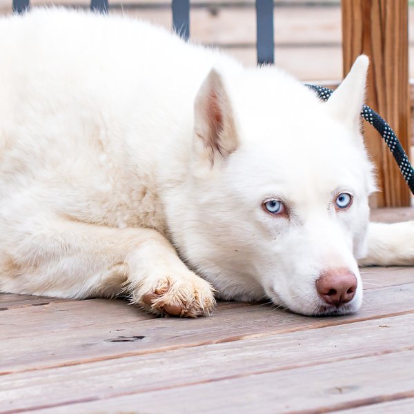 adoptable Dog in Omaha, NE named Kida