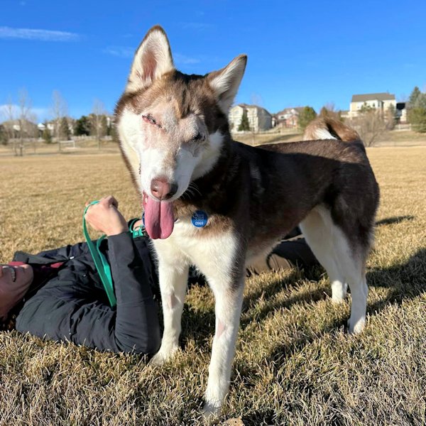 adoptable Dog in Littleton, CO named Eclipse