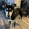 adoptable Dog in littleton, CO named Watson