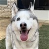 adoptable Dog in atoka, OK named Nova