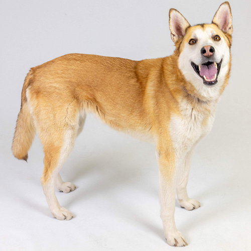 PIPPI - Siberian Husky available for adoption