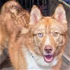 adoptable Dog in littleton, CO named Orion