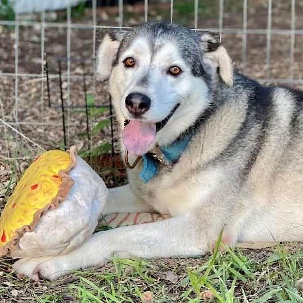 adoptable Dog in Centerton, AR named Hershey