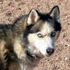 adoptable Dog in  named Titus