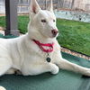 adoptable Dog in  named Birdie