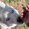 adoptable Dog in  named Madonna