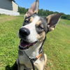 adoptable Dog in  named Mango