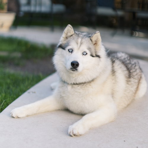 picture of the dog needing adoption