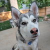 adoptable Dog in  named Triscuit