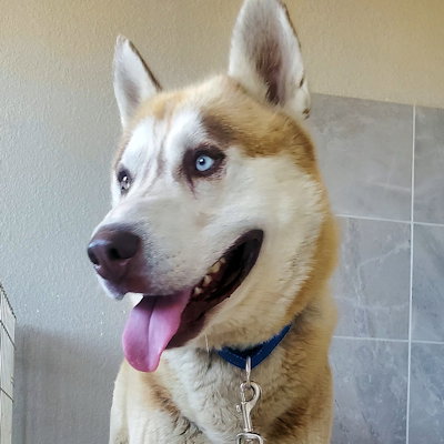 picture of the dog needing adoption