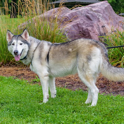 picture of the dog needing adoption