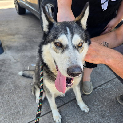 TITAN - Siberian Husky available for adoption