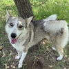 Saffron - Photo 2