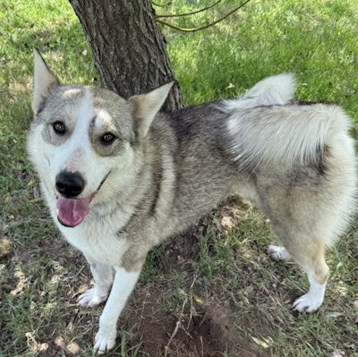 SAFFRON - Siberian Husky available for adoption