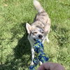 Saffron - Photo 3