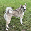 Saffron - Photo 4