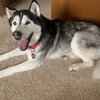 Archie - Photo 1