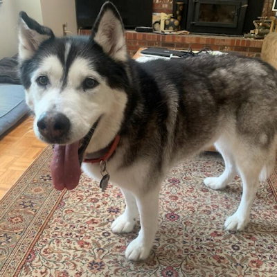 ARCHIE - Siberian Husky available for adoption