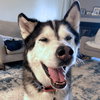 Archie - Photo 3