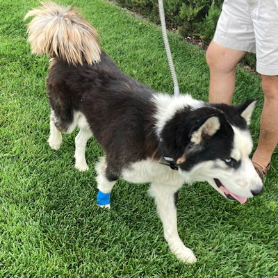 BUCKWHEAT - Siberian Husky available for adoption