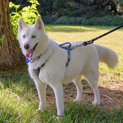 picture of the dog needing adoption