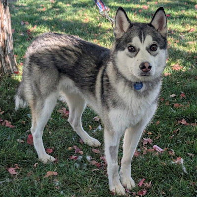 picture of the dog needing adoption