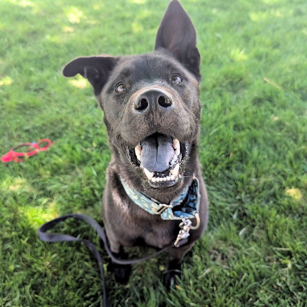 Sirius