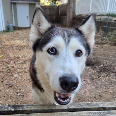 picture of the dog needing adoption